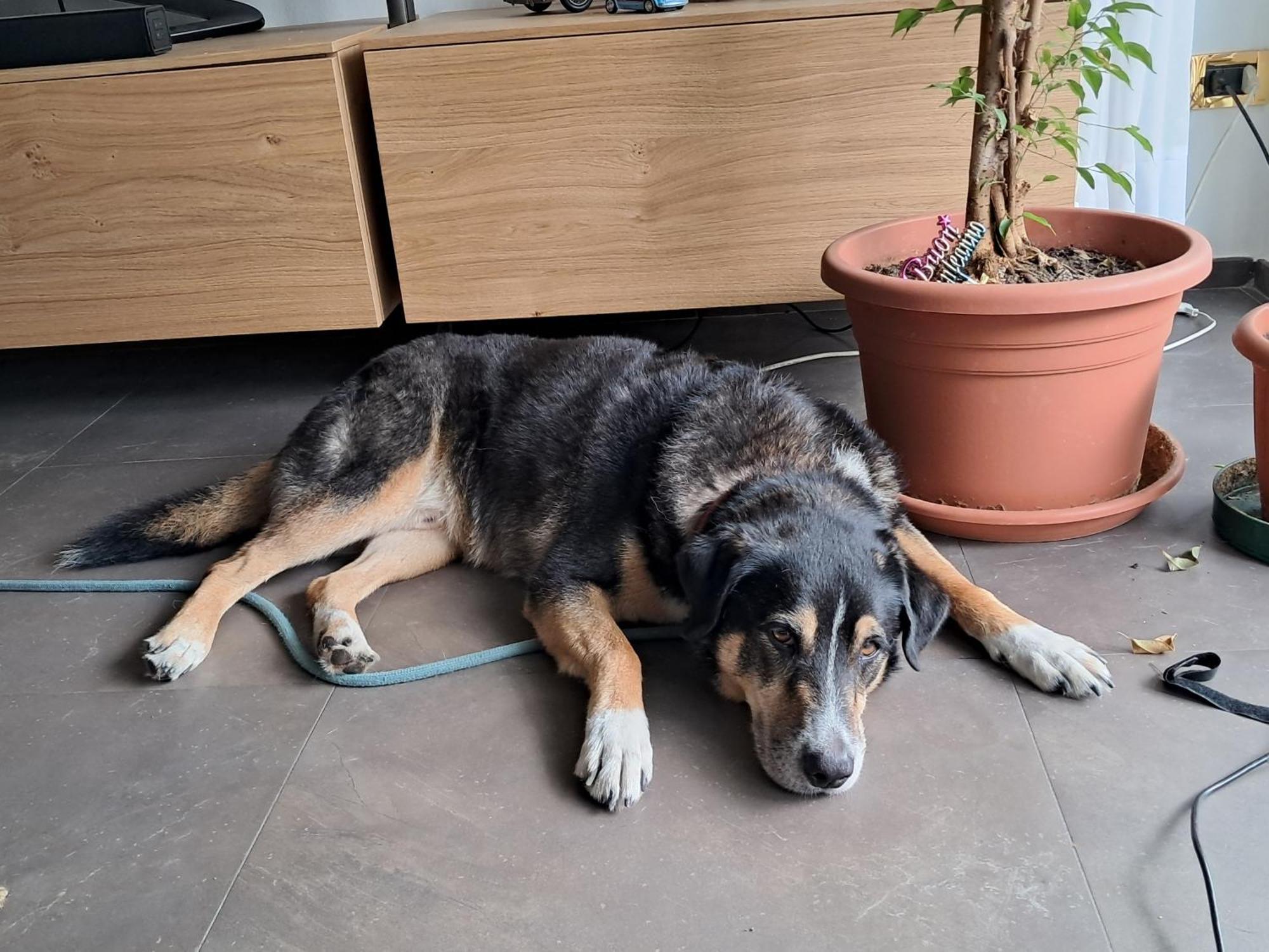 Franky Home — Photos 1